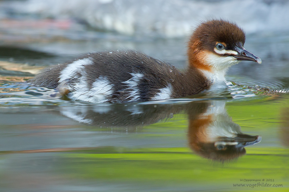 Junger Gänsesäger (Mergus merganser)