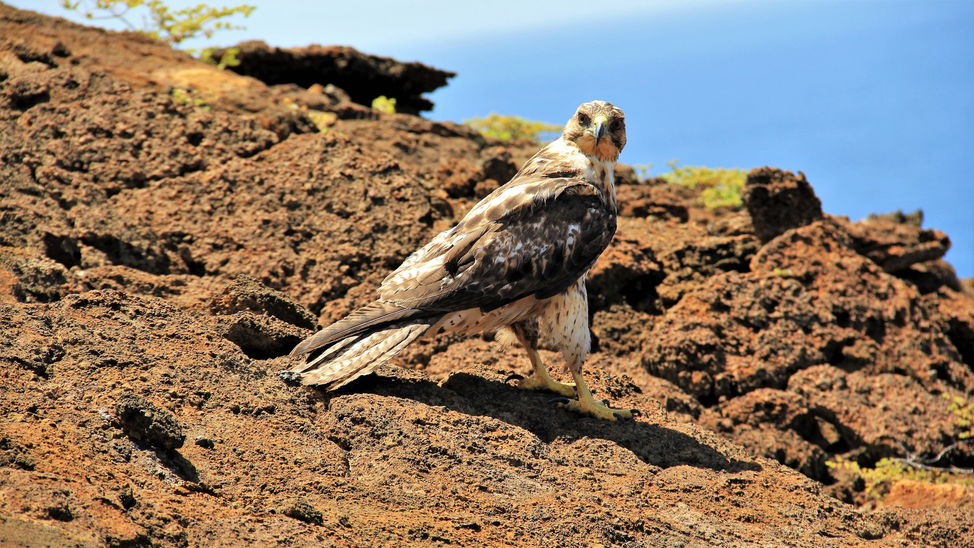 junger Galapagos- Falke