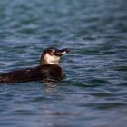 Junger Galapagos-Pinguin