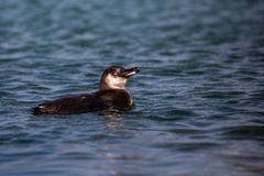 Junger Galapagos-Pinguin