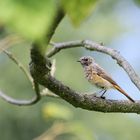 junger Gartenrotschwanz?