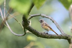 junger Gartenrotschwanz?