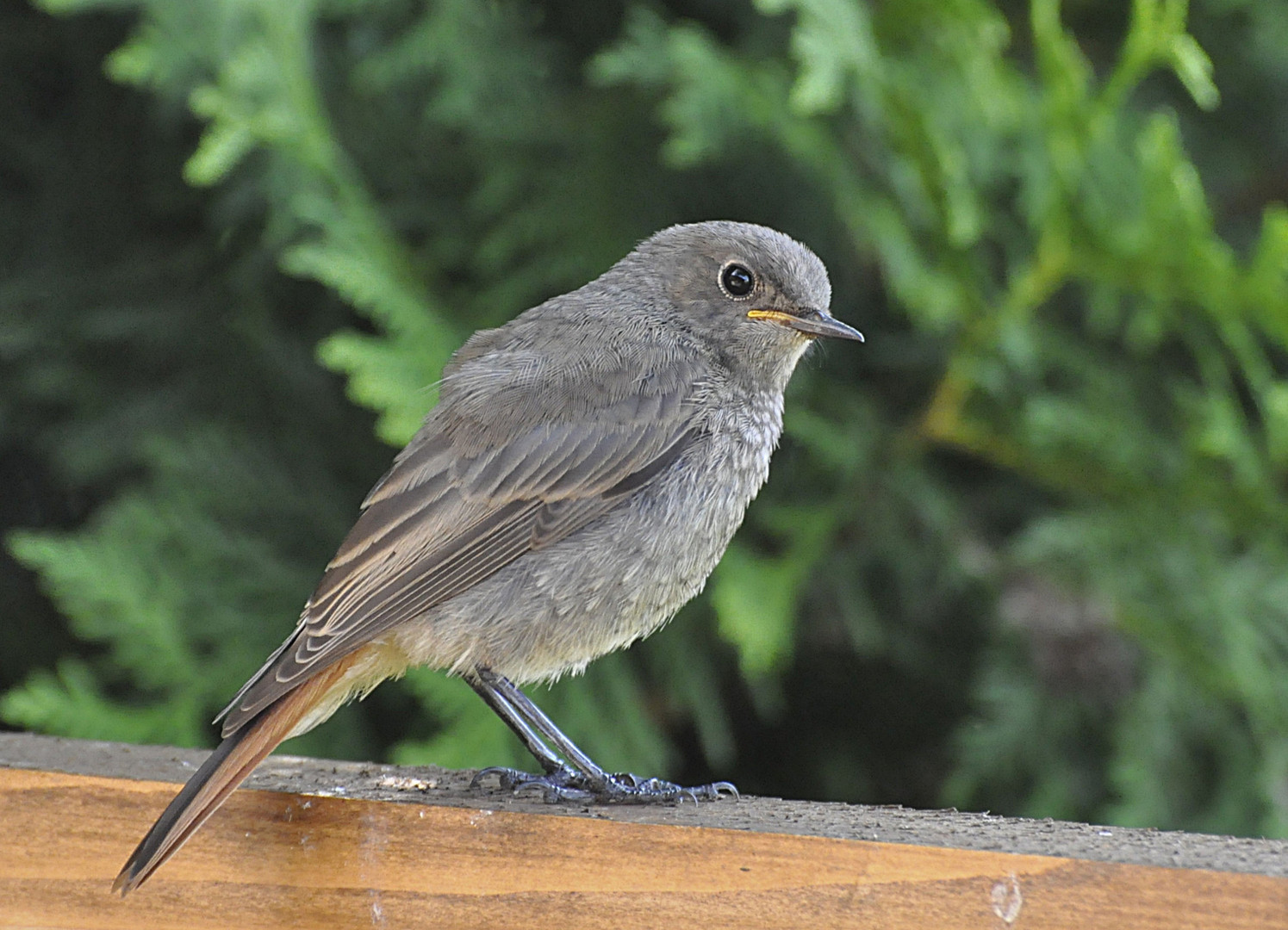 junger Gartenrotschwanz