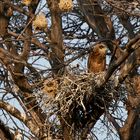 junger Gaukler im Nest...oder warten auf Futter!