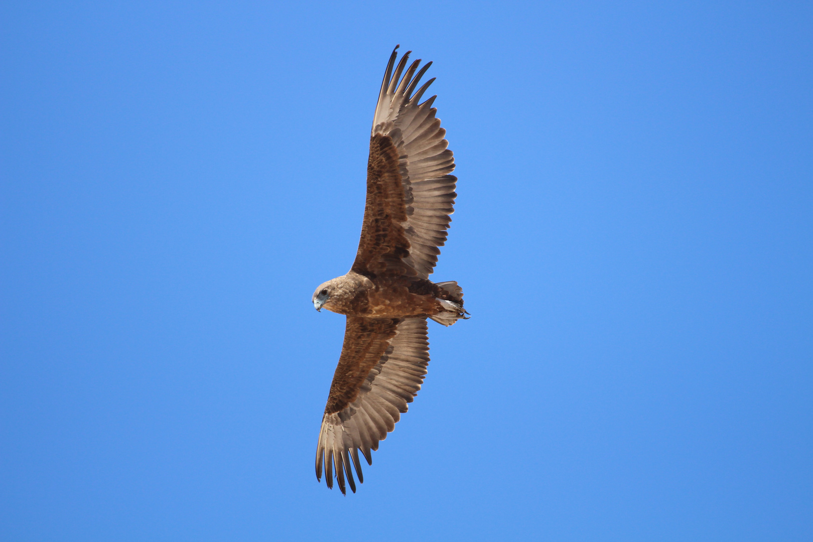 Junger Gaukler/Bateleur Namibia