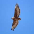 Junger Gaukler/Bateleur Namibia