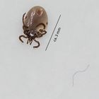 junger, gemeiner Holzbock (Ixodes ricinus) [leicht vollgesaugt] oder im Volksmund einfach "Zecke"