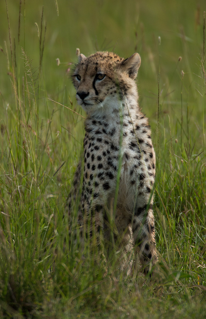 Junger Gepard