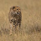 Junger Gepard 2