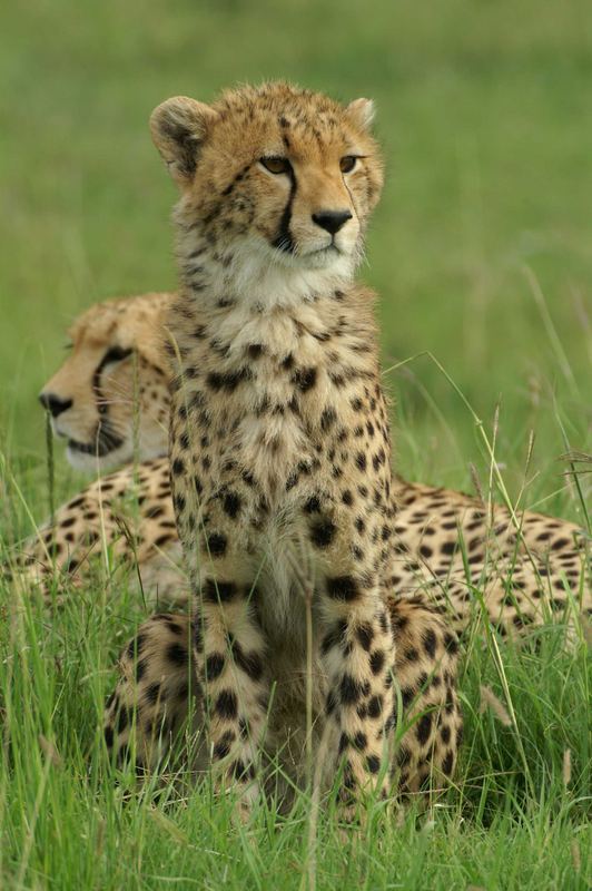 Junger Gepard