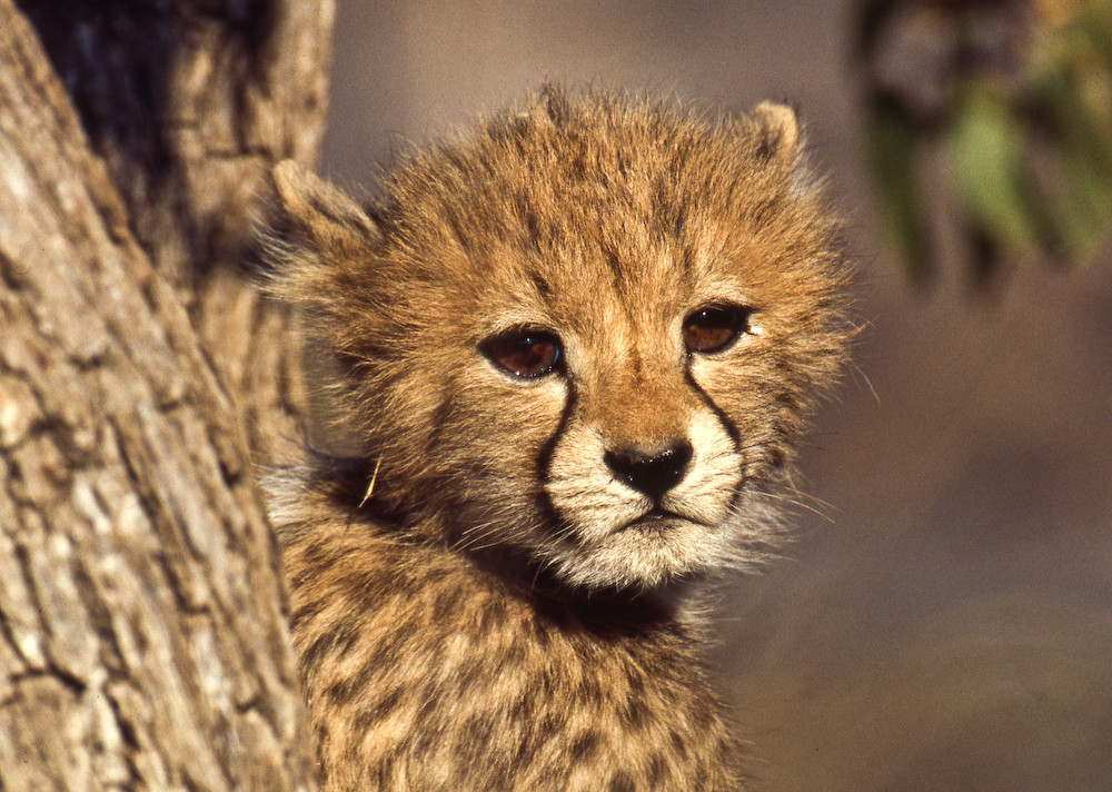 Junger Gepard auf Otjitotongwe