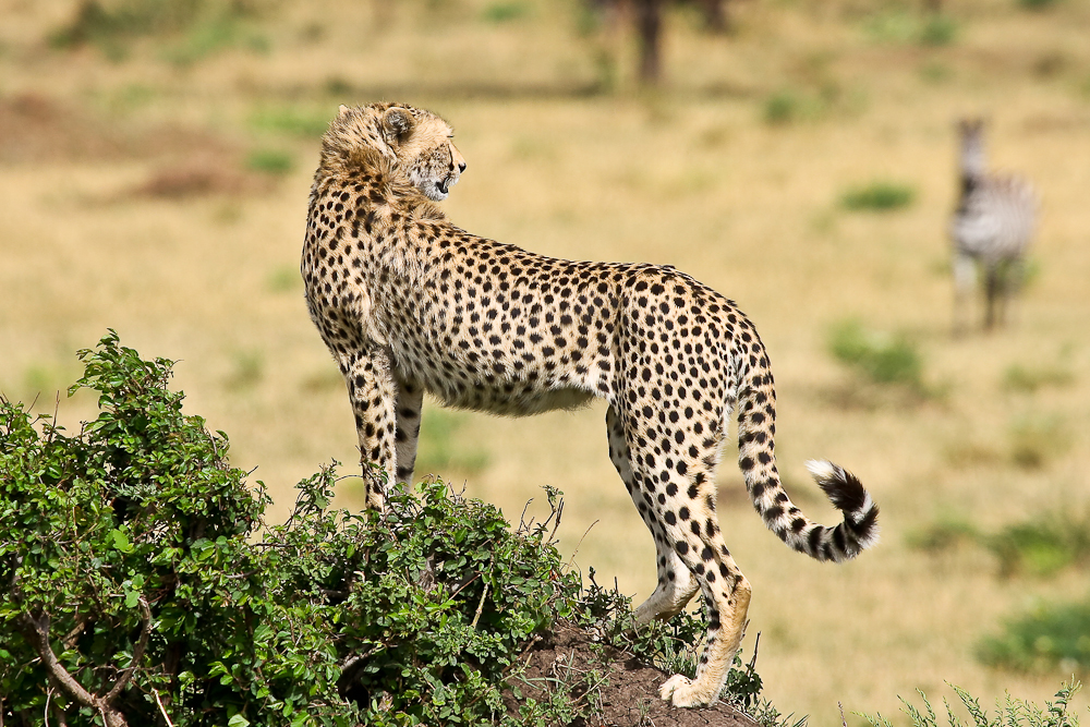 Junger Gepard hält Ausschau....