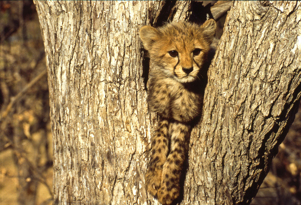 Junger Gepard II