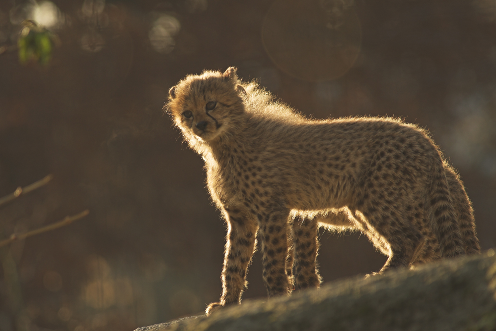 Junger Gepard im Gegenlicht