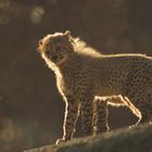 Junger Gepard im Gegenlicht