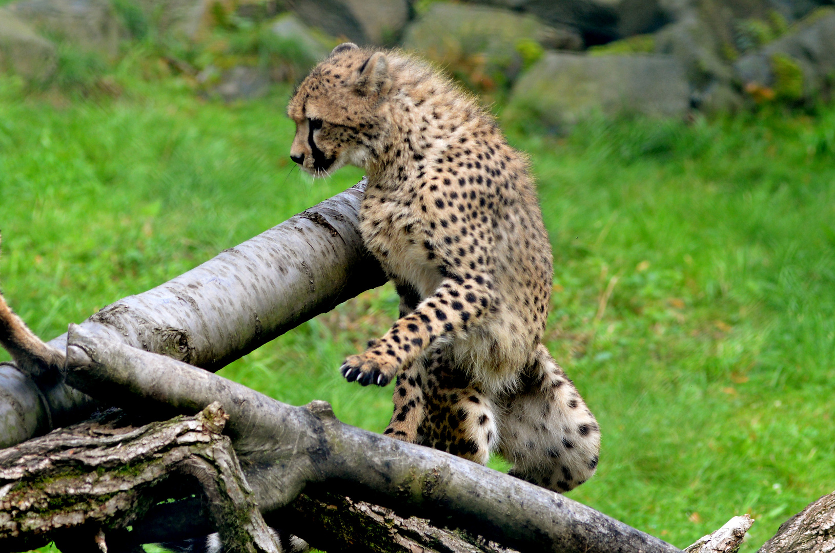 junger Gepard im Zoo Neuwied