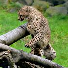 junger Gepard im Zoo Neuwied