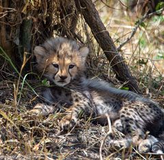 Junger Gepard in der Maasai Mara