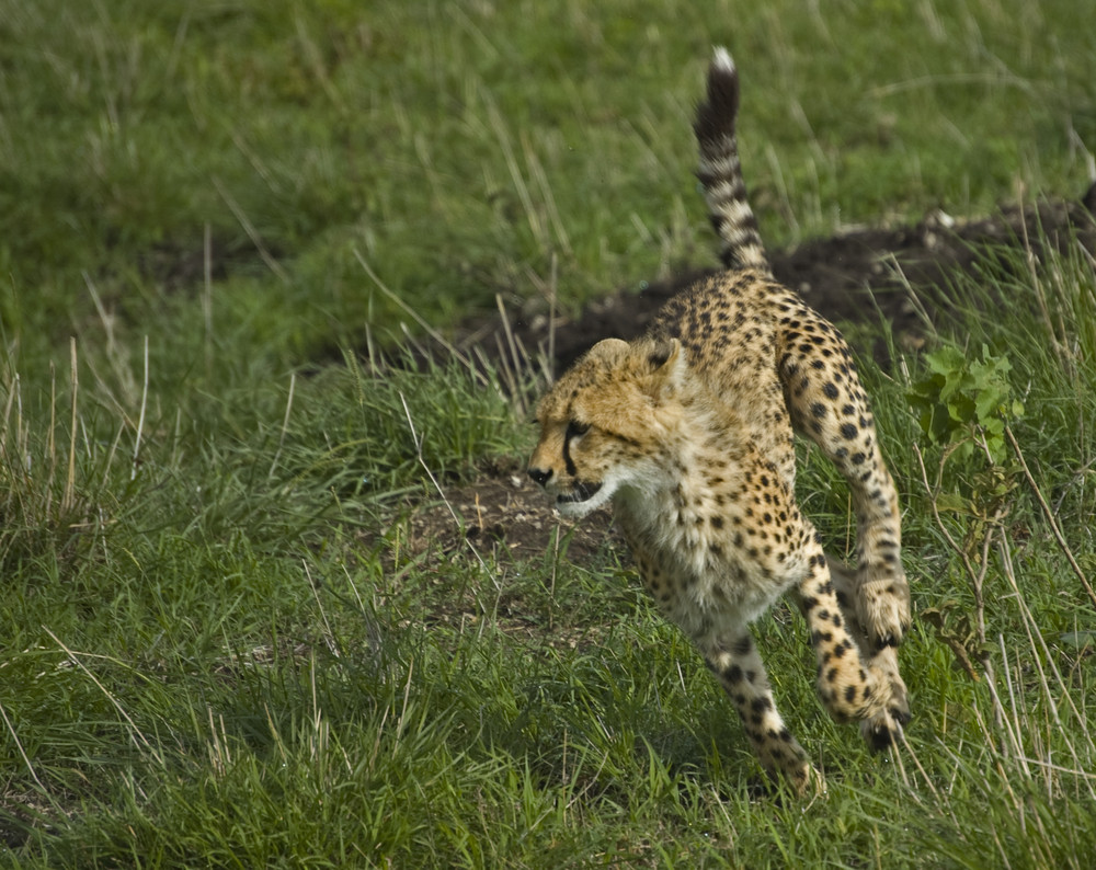 Junger Gepard in der Massai Mara