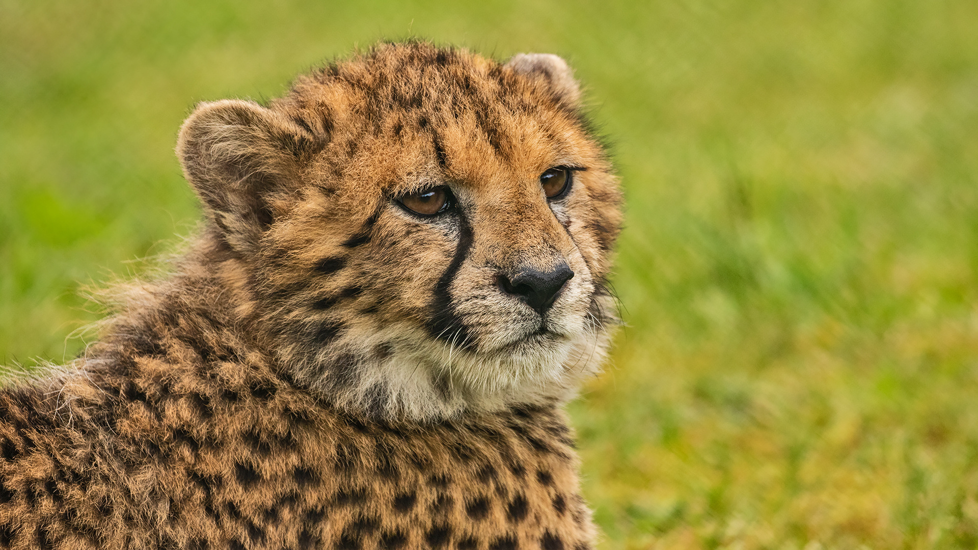 Junger Gepard-Portrait 002