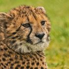 Junger Gepard-Portrait 002