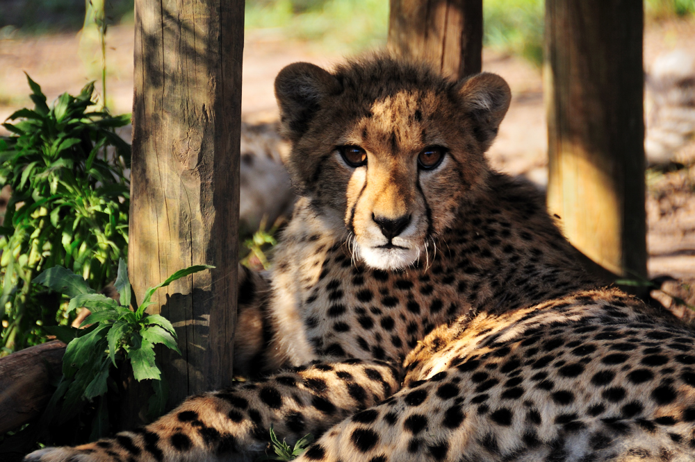 Junger Gepard / Young Cheetah