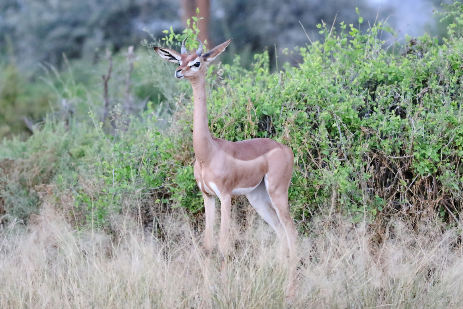 Junger Gerenuk-Bock