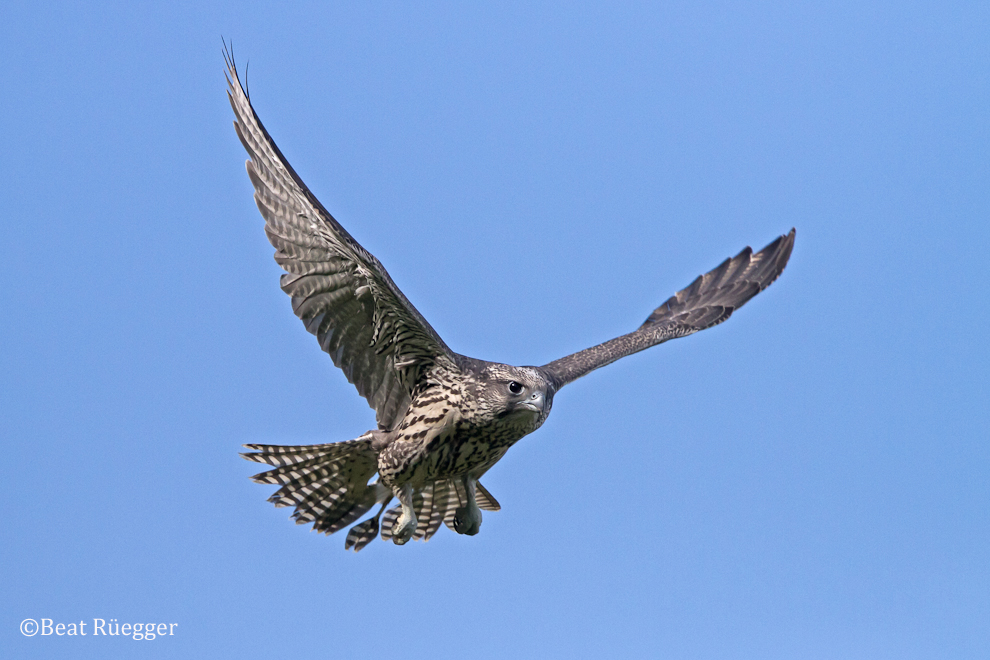 Junger Gerfalke im Flug