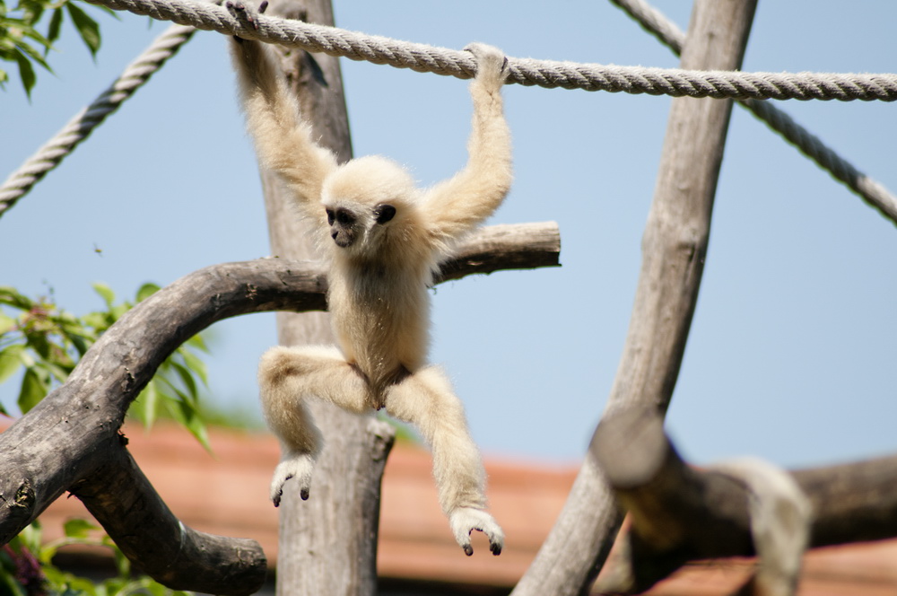 junger Gibbon ...