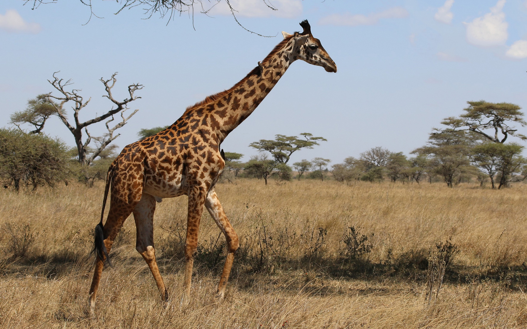 Junger Giraffenbulle in der Serengeti