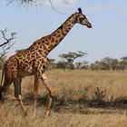 Junger Giraffenbulle in der Serengeti