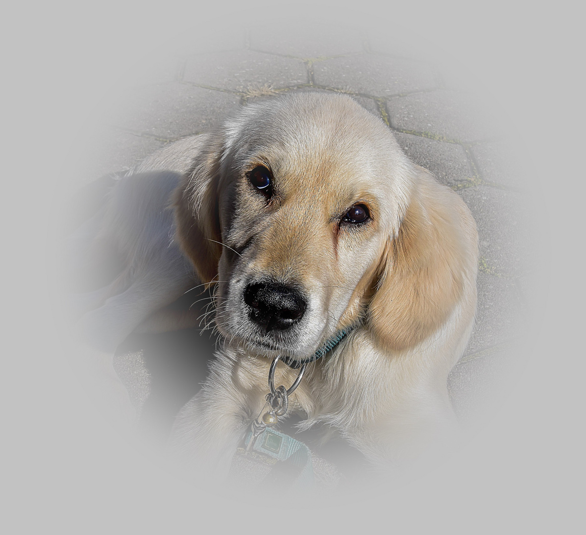 Junger Golden Retriever