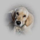 Junger Golden Retriever