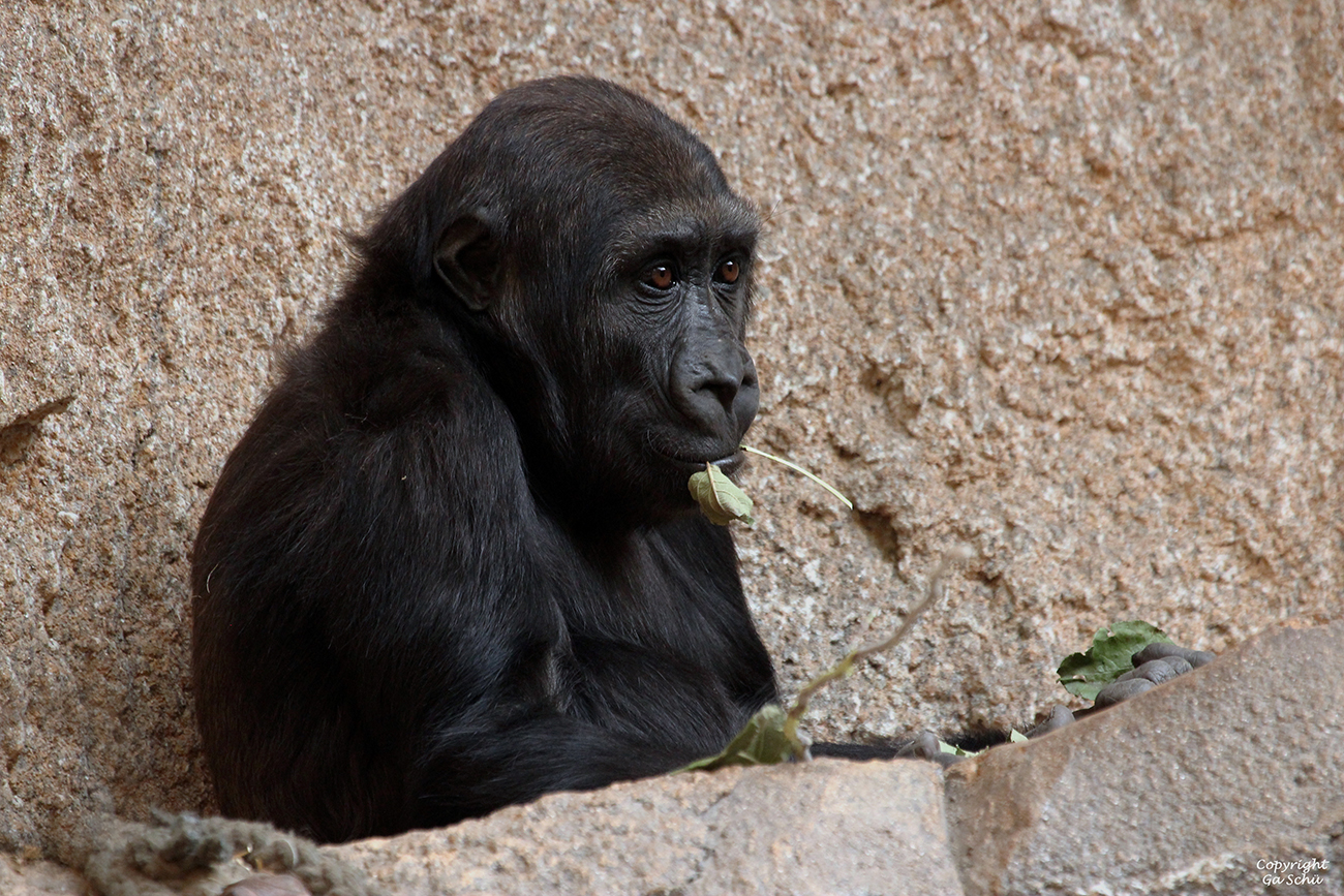 Junger Gorilla