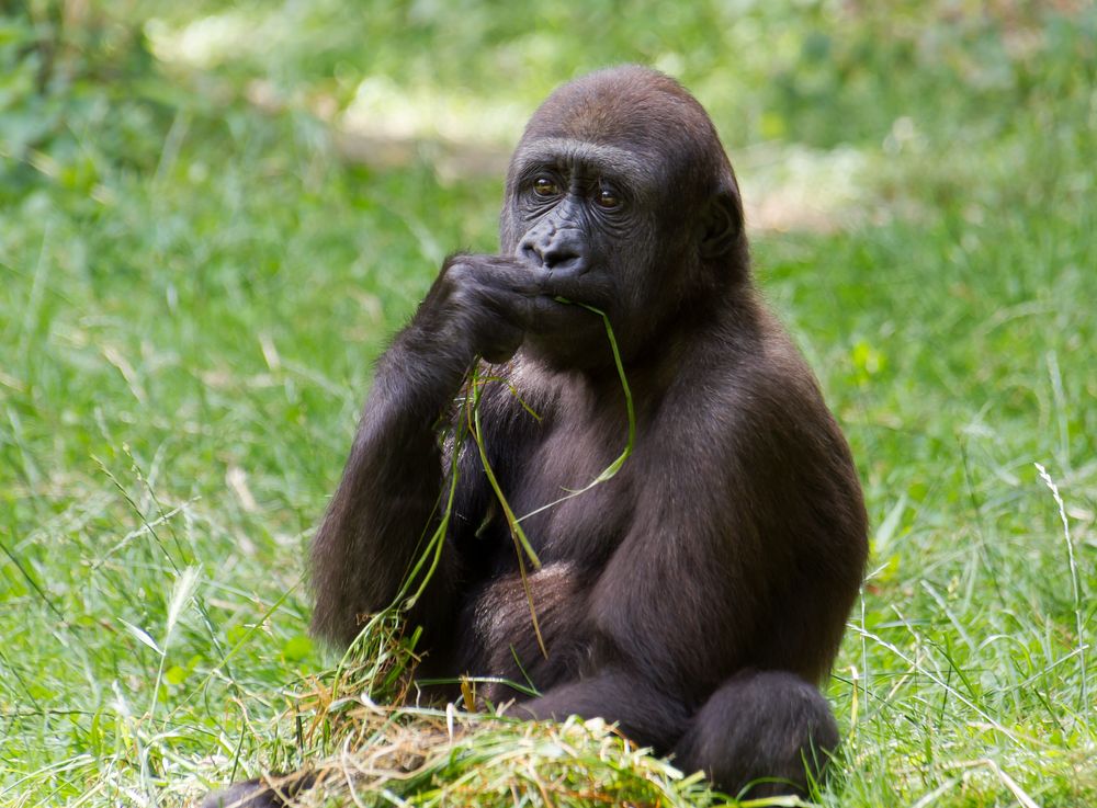 Junger Gorilla