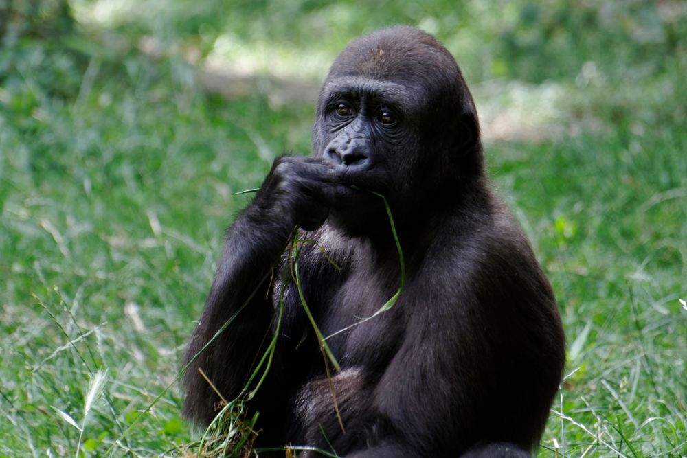 Junger Gorilla