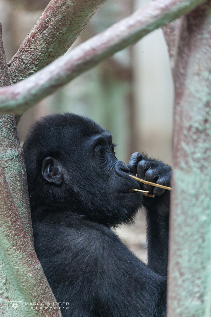 junger Gorilla beim spielen