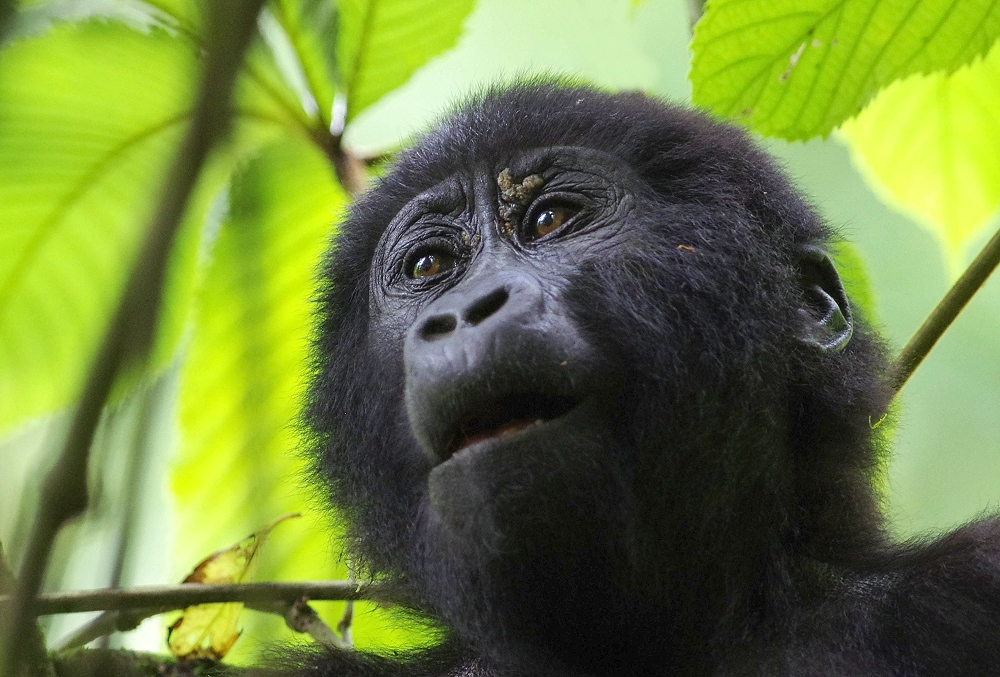 Junger Gorilla – Bwindi Impenetrable National Park