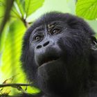 Junger Gorilla – Bwindi Impenetrable National Park