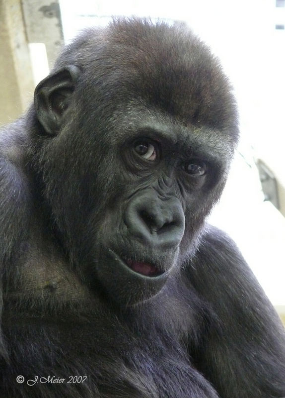 Junger Gorilla