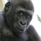 Junger Gorilla