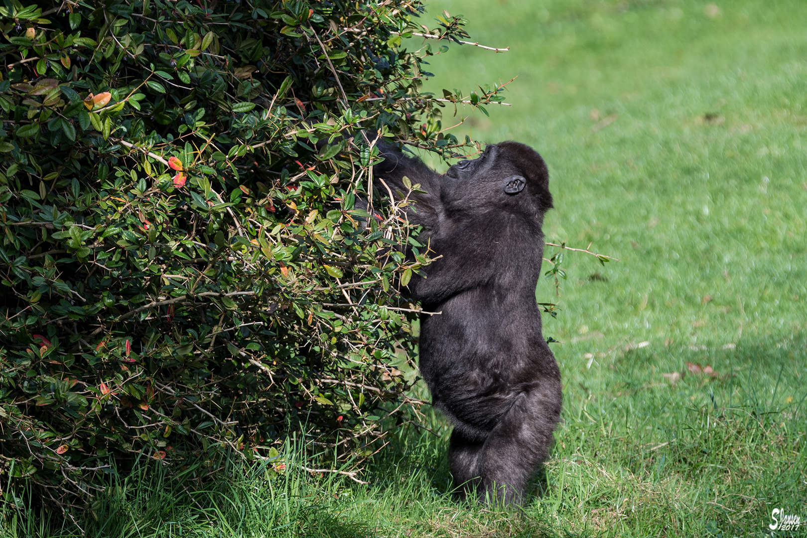 Junger Gorilla im Burgers Zoo