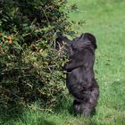 Junger Gorilla im Burgers Zoo