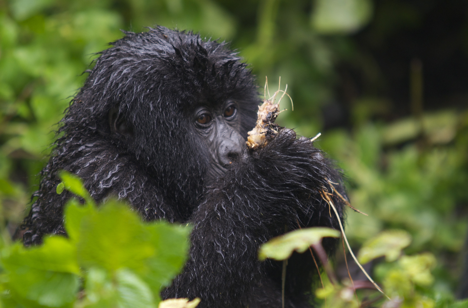 Junger Gorilla Ruanda