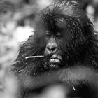 Junger Gorilla, Ruanda