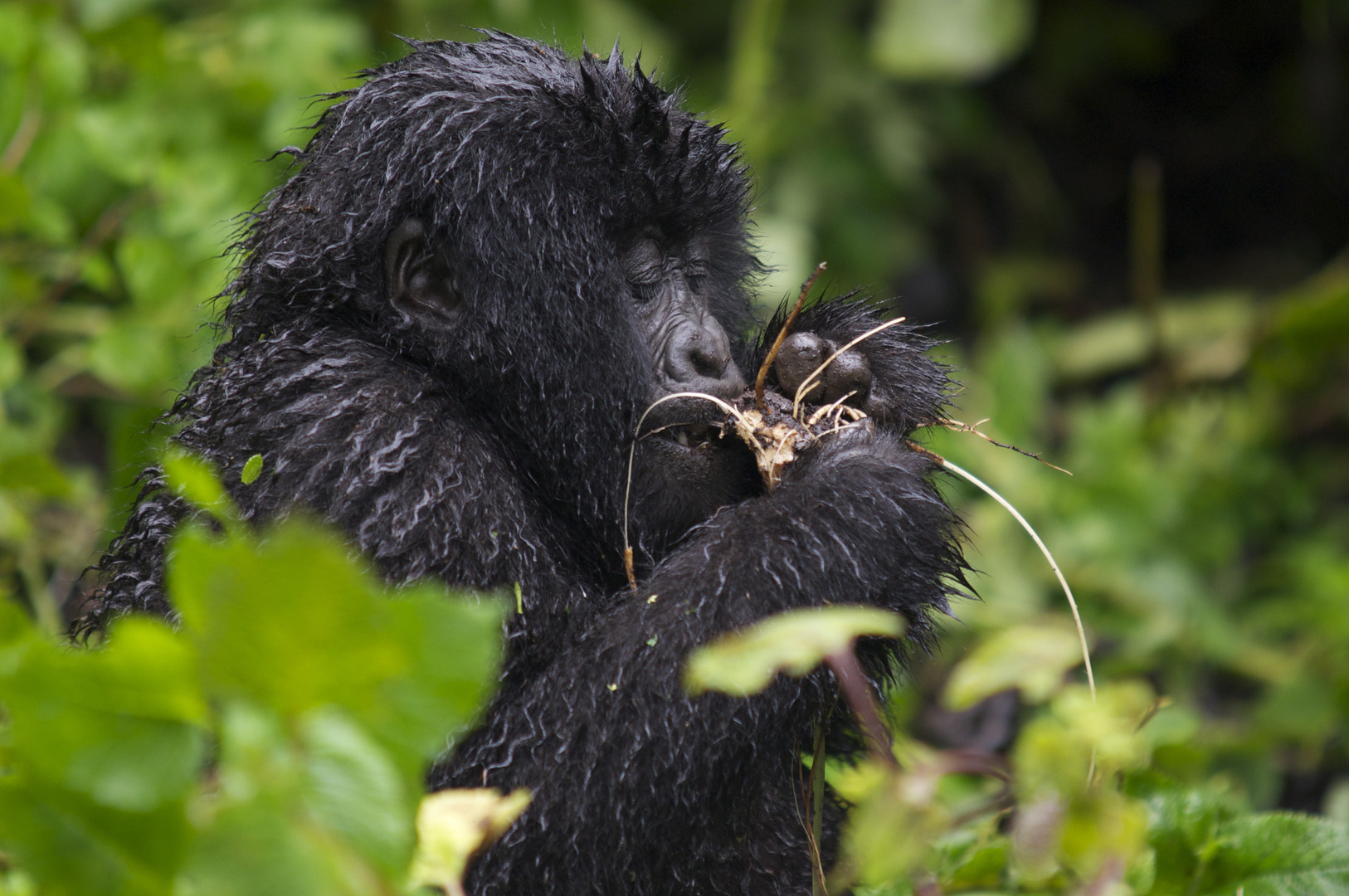 Junger Gorilla Ruanda