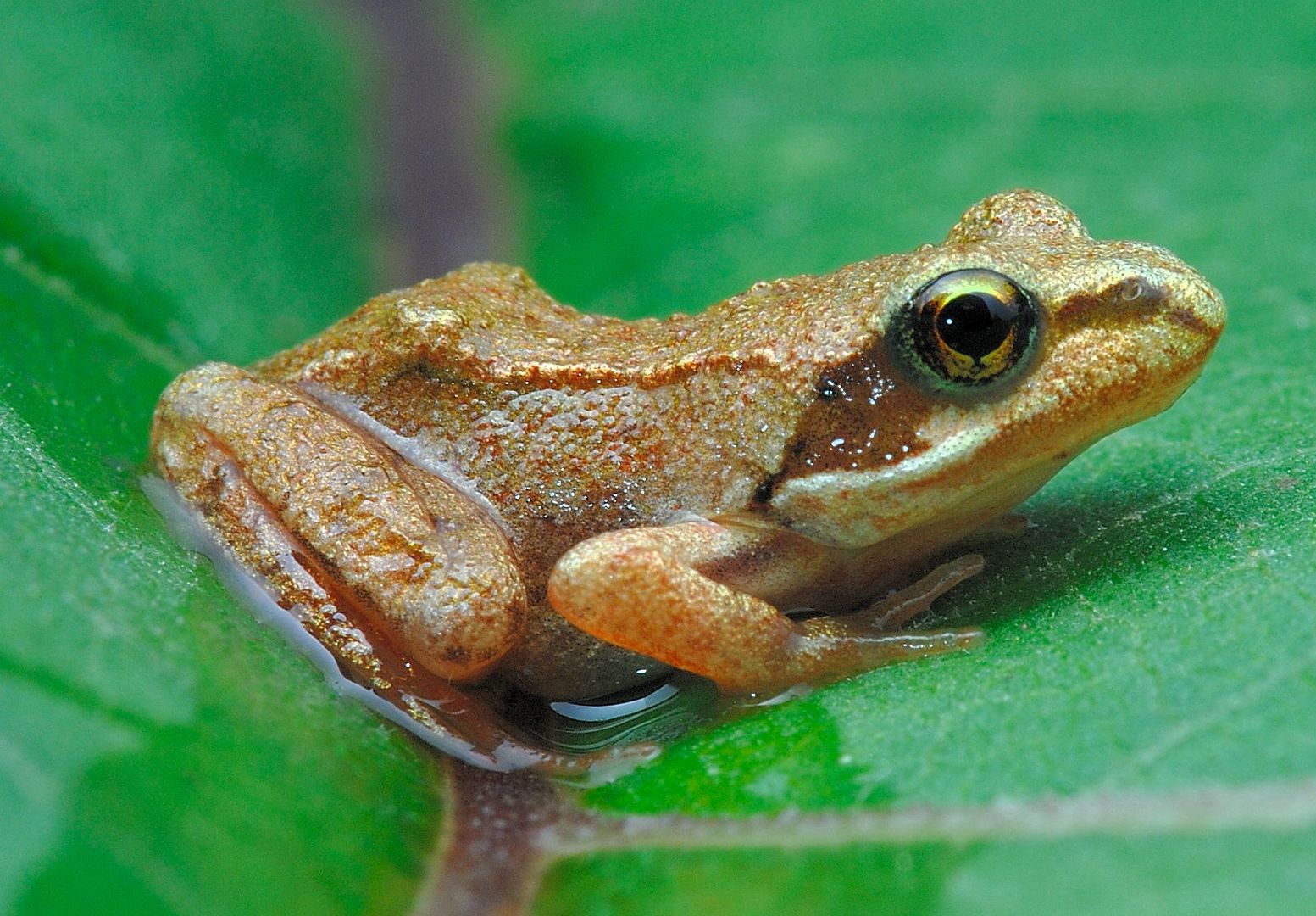 junger Grasfrosch