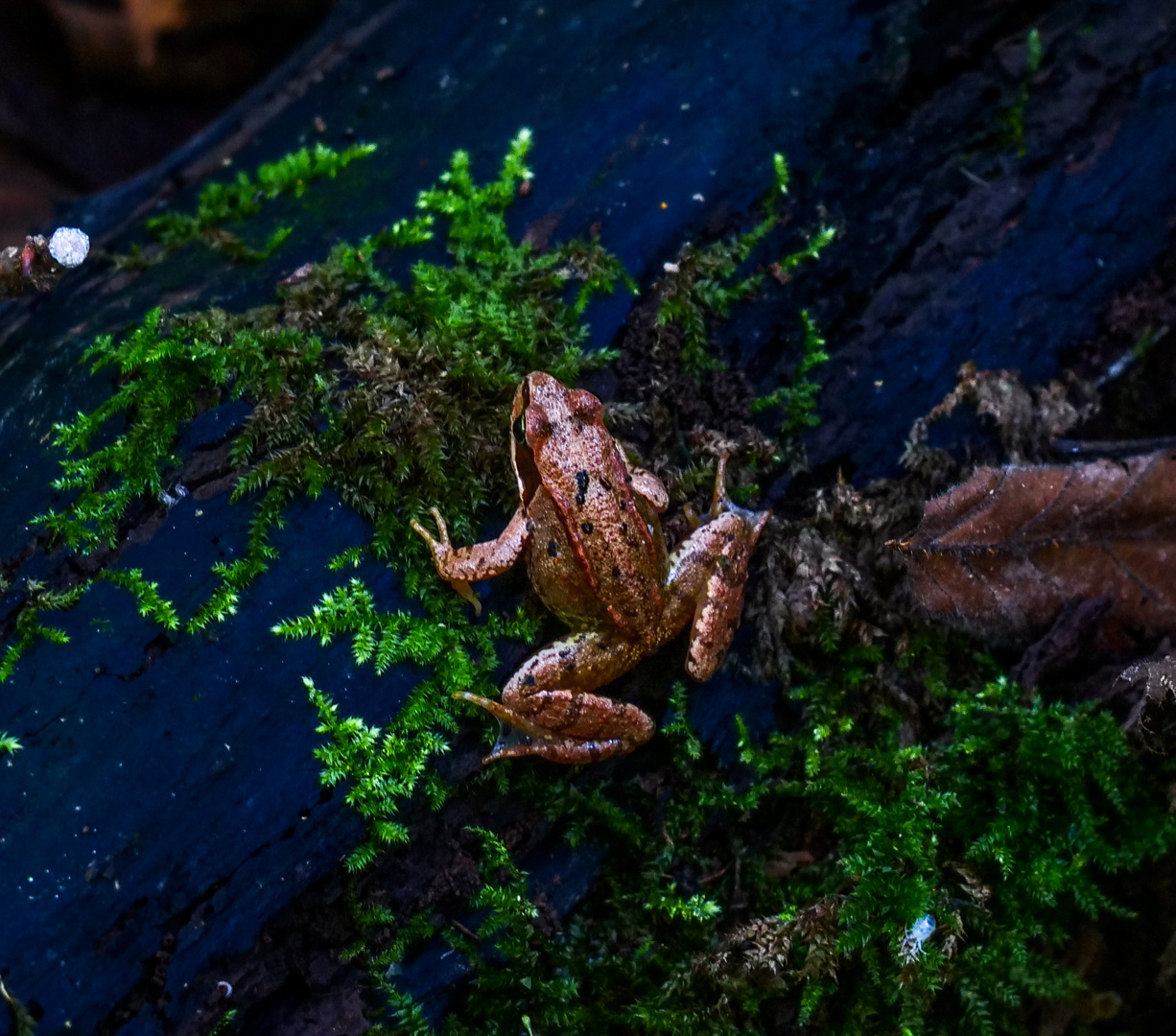 Junger Grasfrosch