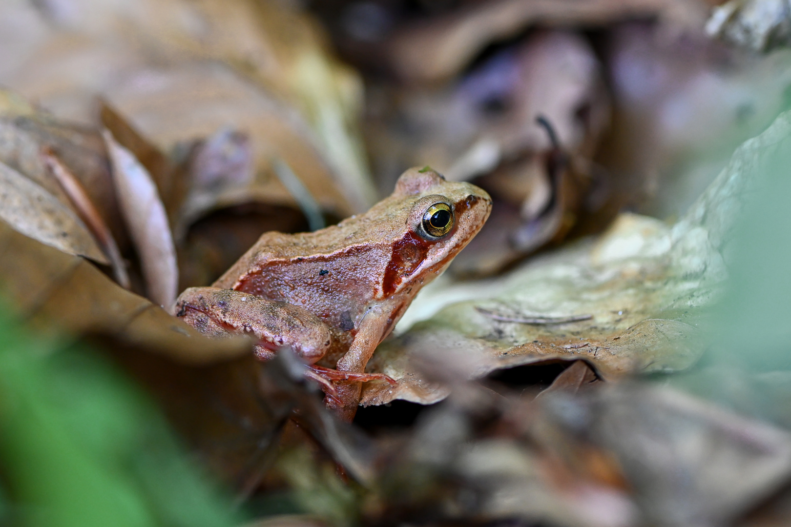 Junger Grasfrosch im Laub