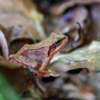 Junger Grasfrosch im Laub